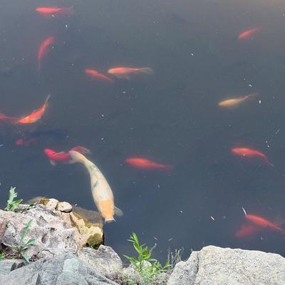 Pictures from Beijing/Summer Palace!