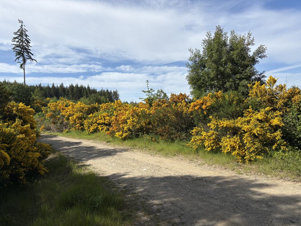 Beautiful Bainbridge Road
