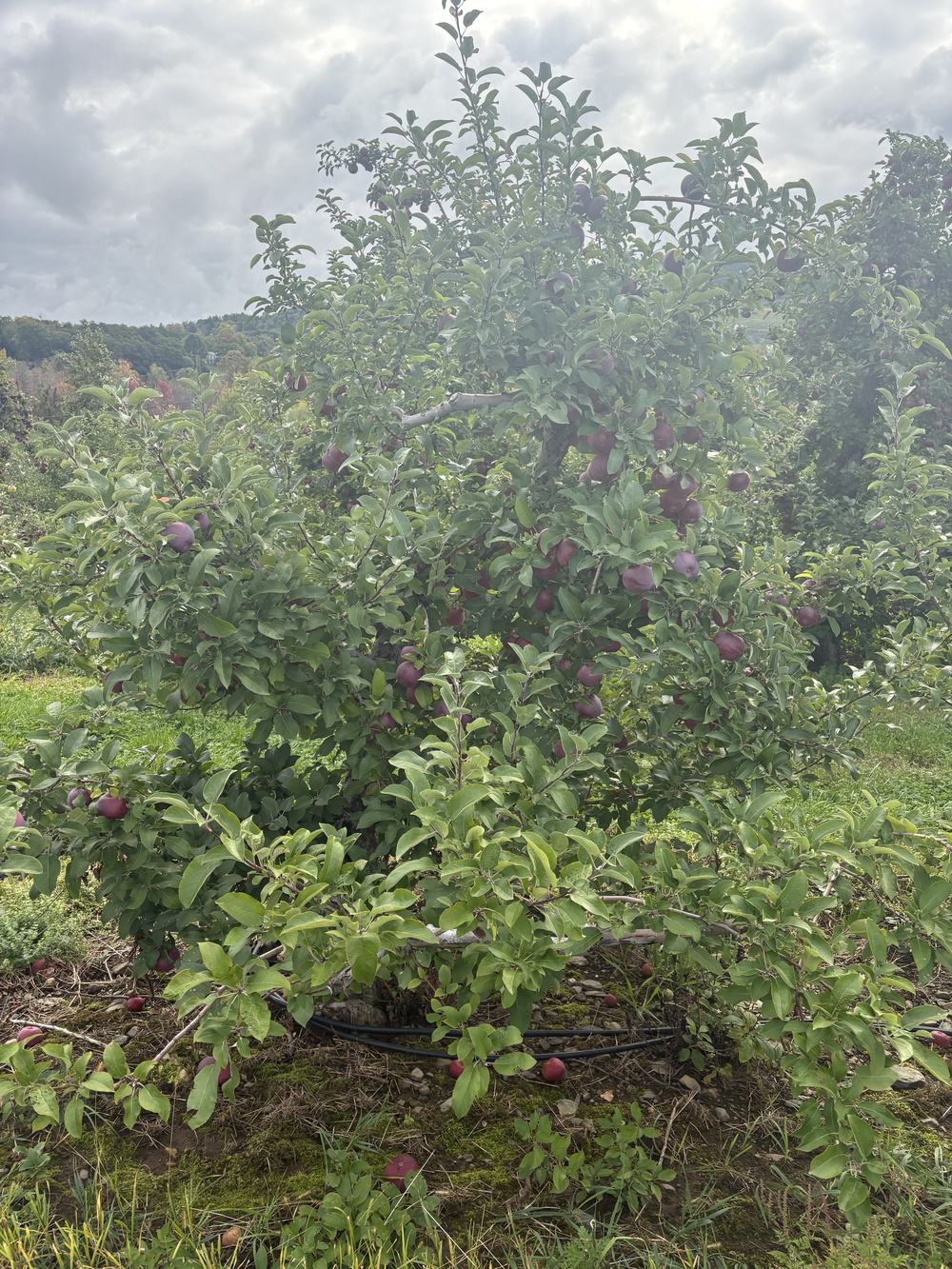 Apple Tree!