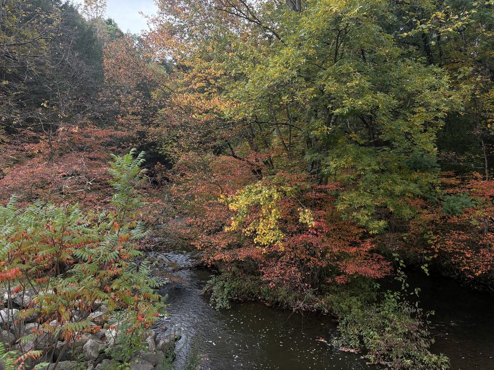 Fall Colors Near River