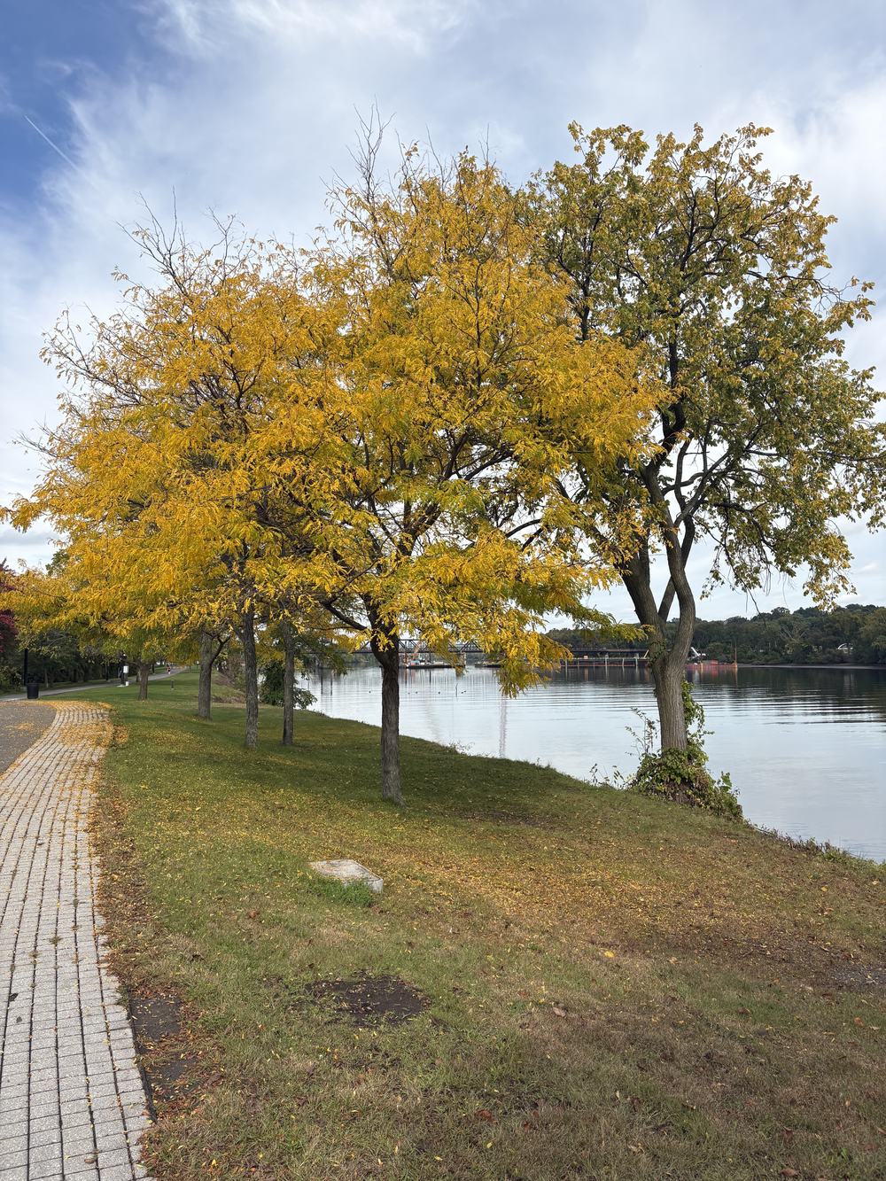 Yellow Tree