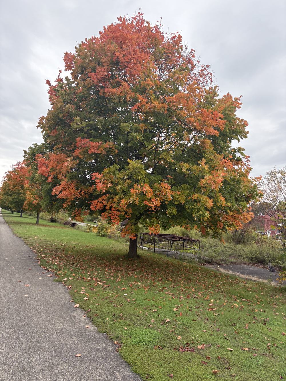 Fall Colors on Tree!