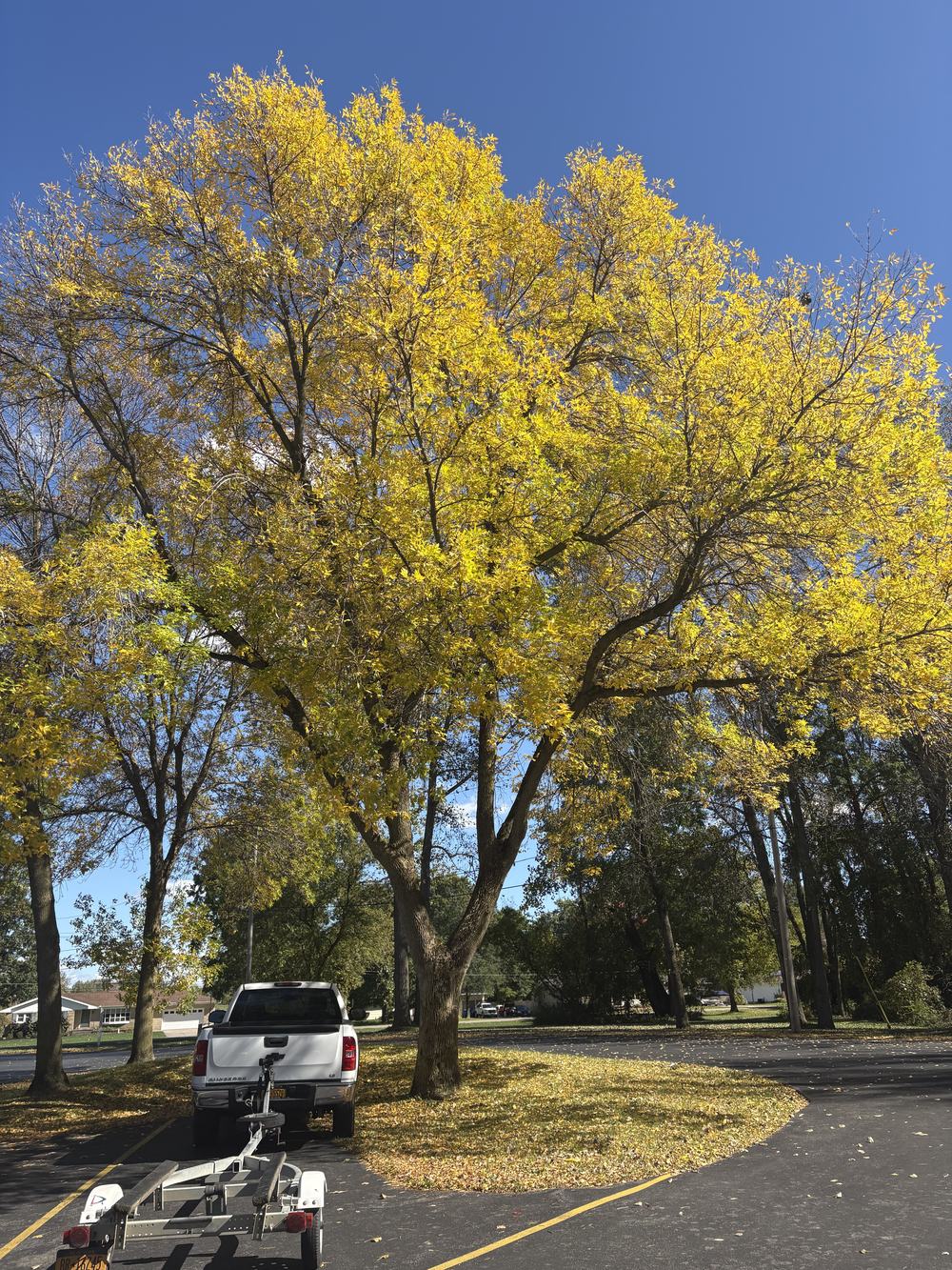 Pretty Tree